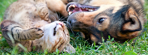 Sommerschatzkisten für Hunde oder Katzen im Angebot - Bis zu 60% sparen!