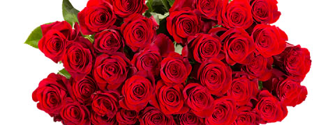 Blume Ideal Angebot: 44 "ClassicRed" Rosen zum Aktionspreis