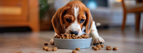 Attraktive Rabatte bis zu 73% auf Tierbedarf und Futter bei Motatos