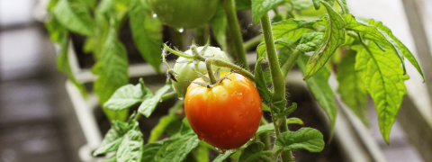 BALDUR Garten Rabatt: Bis zu 20% auf Gemüse- & Kräuterpflanzen